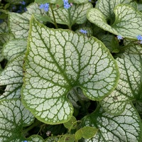 Brunnera macrophylla 'Jack Frost'